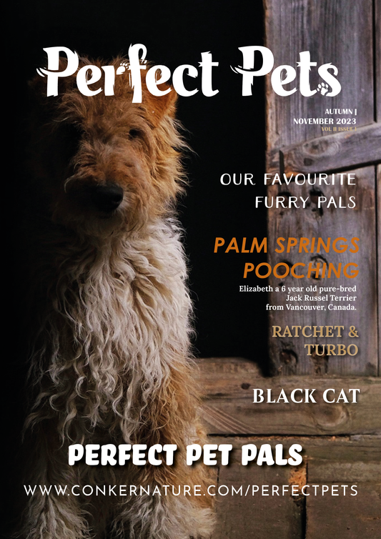 Perfect Pets Magazine | Autumn | The Perfect Pet Pals Issue: November 2023
